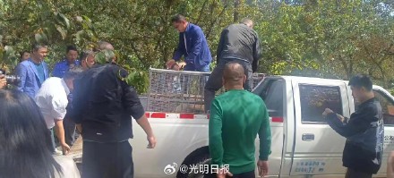 疑似患病野生大熊猫被救助