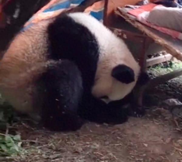 陕西一野生大熊猫上门躲雨，网友：来我家！
