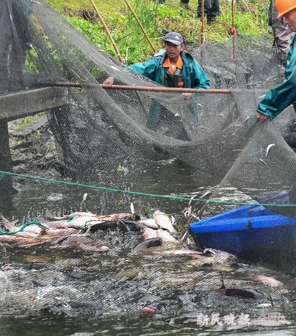 又是“别人家的学校”!上海海洋大学校园内“围捕”1300余斤鱼,师生们免费吃鱼了 又是“别人家的学校”!上海海洋大学校园内“围捕”1300余斤鱼,师生们免费吃鱼了
