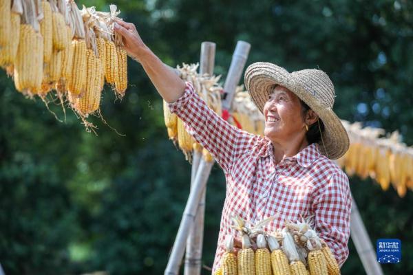 “飞阅”秋收“好丰景” |皖南古村“晒秋” “飞阅”秋收“好丰景” |皖南古村“晒秋”