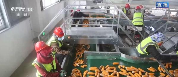 新疆塔城粮食作物实现高标准农田全覆盖 新疆塔城粮食作物实现高标准农田全覆盖