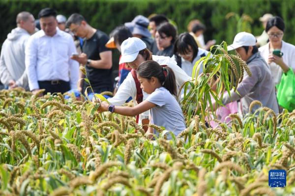北京：先农坛里体验秋收农耕