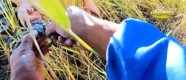 唤醒“沉睡”后备耕地资源 稳固保障我国粮食安全