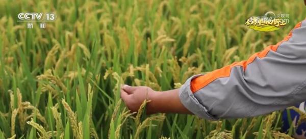 唤醒“沉睡”后备耕地资源 稳固保障我国粮食安全