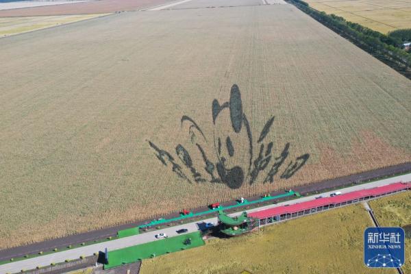 黑龙江:稻“画”香里说丰年 黑龙江:稻“画”香里说丰年
