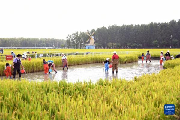 北京海淀:“稻香传韵 非遗承情”文化艺术节举办 北京海淀:“稻香传韵 非遗承情”文化艺术节举办