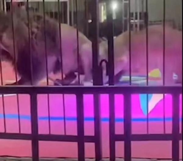 惊险！马戏团狮子撕咬工作人员，观众尖叫逃散……现场画面曝光