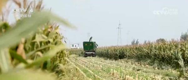 丰收中国舒展美丽画卷 田间地头洋溢丰收喜悦 丰收中国舒展美丽画卷 田间地头洋溢丰收喜悦