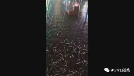 汕头一公园大量小鱼跳上沙滩?公园负责人:此现象并不罕见 汕头一公园大量小鱼跳上沙滩?公园负责人:此现象并不罕见