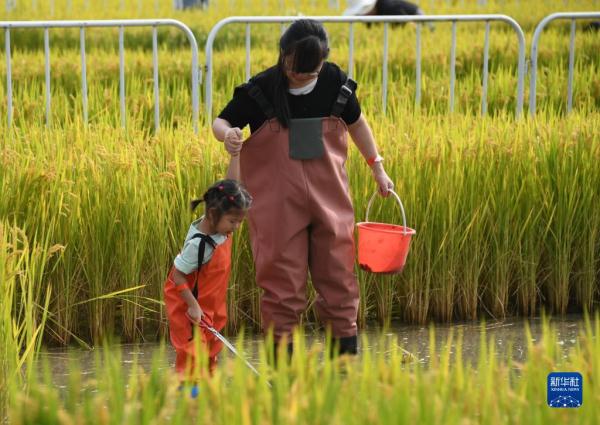 北京海淀:“稻香传韵 非遗承情”文化艺术节举办 北京海淀:“稻香传韵 非遗承情”文化艺术节举办