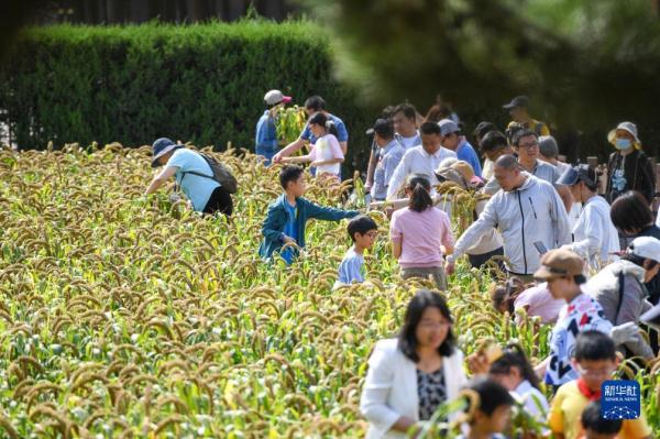 北京：先农坛里体验秋收农耕