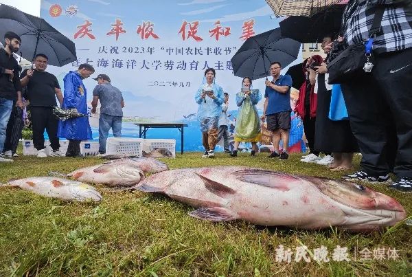 又是“别人家的学校”!上海海洋大学校园内“围捕”1300余斤鱼,师生们免费吃鱼了 又是“别人家的学校”!上海海洋大学校园内“围捕”1300余斤鱼,师生们免费吃鱼了
