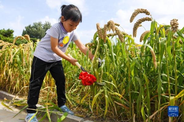 北京：先农坛里体验秋收农耕