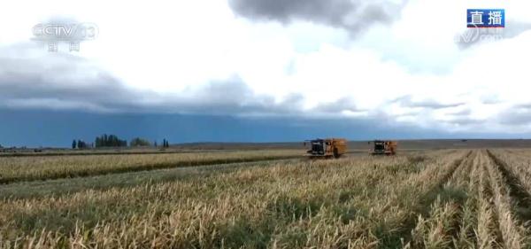 新疆塔城粮食作物实现高标准农田全覆盖 新疆塔城粮食作物实现高标准农田全覆盖