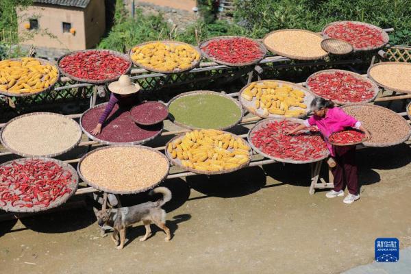 “飞阅”秋收“好丰景” |皖南古村“晒秋” “飞阅”秋收“好丰景” |皖南古村“晒秋”