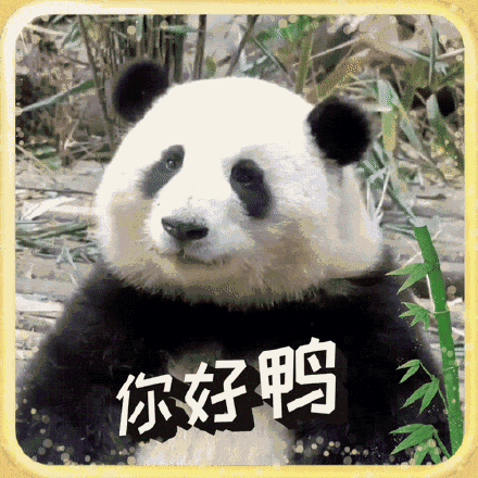 萌翻啦！大熊猫表情包最新出炉