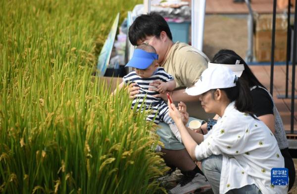 北京海淀:“稻香传韵 非遗承情”文化艺术节举办 北京海淀:“稻香传韵 非遗承情”文化艺术节举办