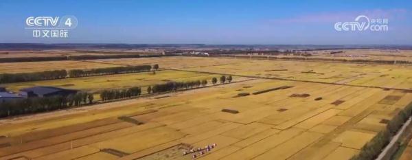 丰收中国舒展美丽画卷 田间地头洋溢丰收喜悦 丰收中国舒展美丽画卷 田间地头洋溢丰收喜悦
