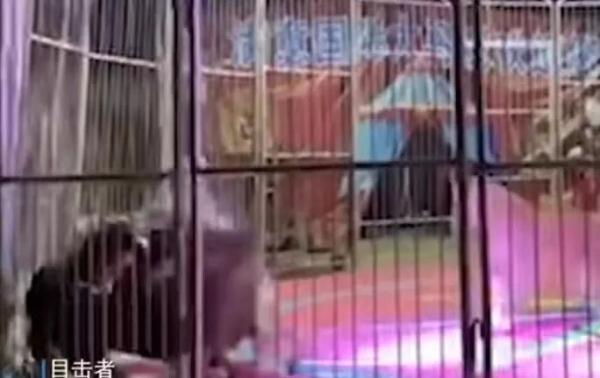 心惊胆颤！马戏团狮子撕咬工作人员，观众尖叫逃散……