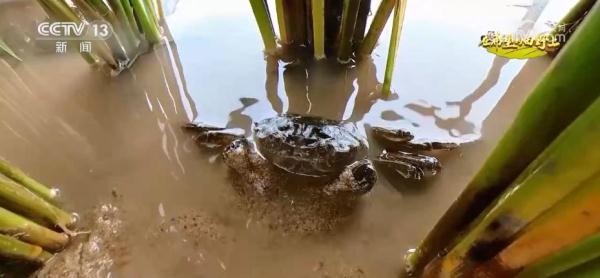 唤醒“沉睡”后备耕地资源 稳固保障我国粮食安全