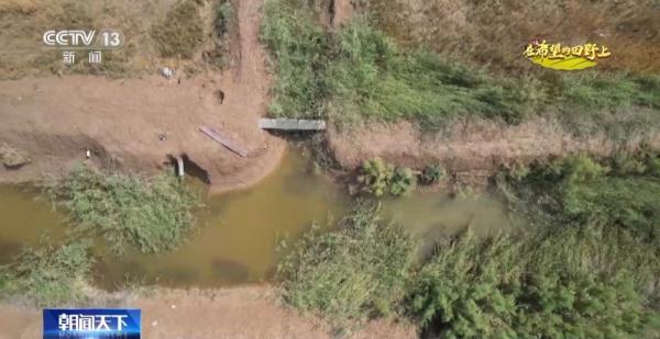 从寸草不生到鱼虾满满 盐碱地里养出大海虾