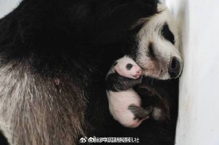 旅俄大熊猫幼崽是个小公主