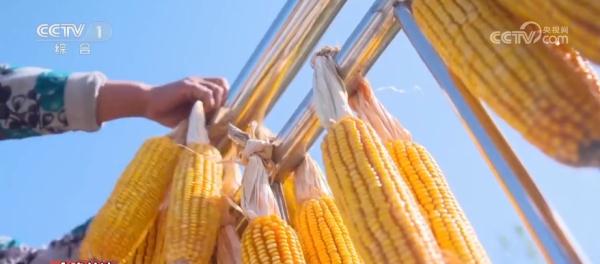 小玉米“七十二变” 为农业高质量发展铺就“黄金路” 小玉米“七十二变” 为农业高质量发展铺就“黄金路”