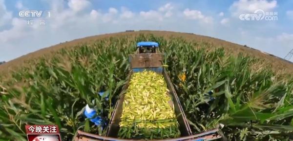 小玉米“七十二变” 为农业高质量发展铺就“黄金路” 小玉米“七十二变” 为农业高质量发展铺就“黄金路”