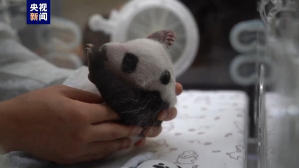 旅俄大熊猫“丁丁”幼崽性别确定——是个小公主 旅俄大熊猫“丁丁”幼崽性别确定——是个小公主