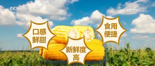 小玉米“七十二变” 为农业高质量发展铺就“黄金路” 小玉米“七十二变” 为农业高质量发展铺就“黄金路”