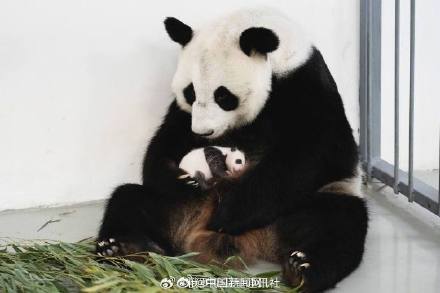 旅俄大熊猫幼崽是个小公主