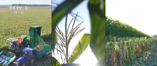 小玉米“七十二变” 为农业高质量发展铺就“黄金路” 小玉米“七十二变” 为农业高质量发展铺就“黄金路”