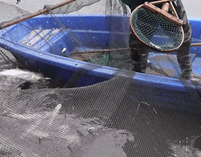 太馋人了!沪一高校捕鱼1300余斤,食堂大摆"全鱼宴" 太馋人了!沪一高校捕鱼1300余斤,食堂大摆"全鱼宴"