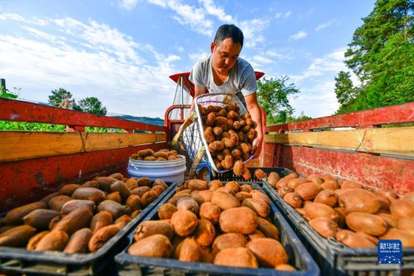 贵州修文猕猴桃丰收上市