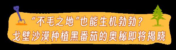 今晚开播！《舌尖上的乡村》启程探寻张掖美食，揭开沙漠种出黑番茄的奥秘