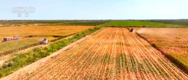 小玉米“七十二变” 为农业高质量发展铺就“黄金路” 小玉米“七十二变” 为农业高质量发展铺就“黄金路”