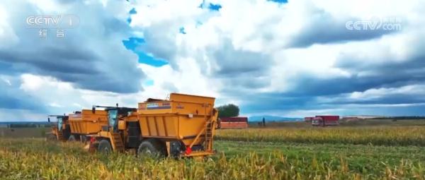 小玉米“七十二变” 为农业高质量发展铺就“黄金路” 小玉米“七十二变” 为农业高质量发展铺就“黄金路”