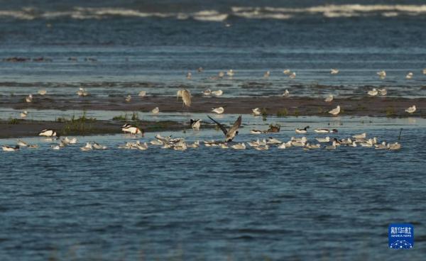 河北北戴河:生态“筑巢”鸟儿舞翩跹 河北北戴河:生态“筑巢”鸟儿舞翩跹