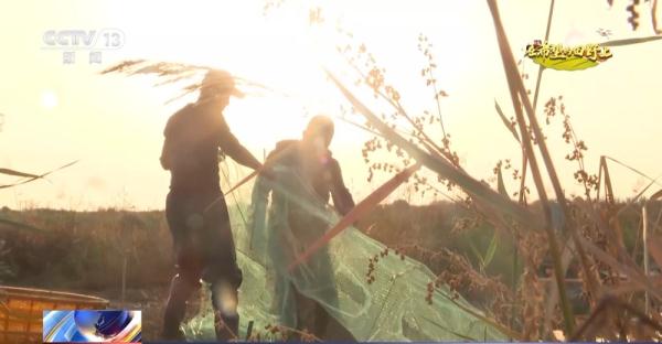 从寸草不生到鱼虾满满 盐碱地里养出大海虾