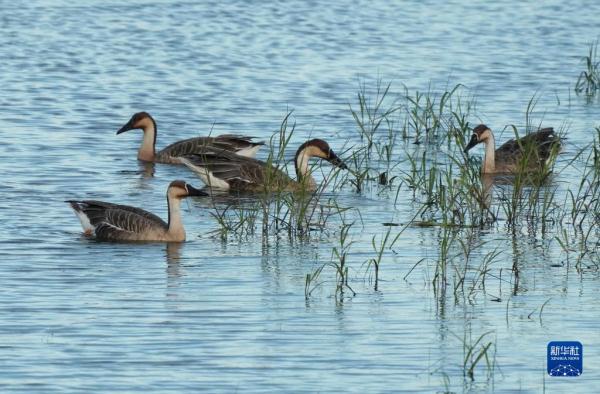 河北北戴河:生态“筑巢”鸟儿舞翩跹 河北北戴河:生态“筑巢”鸟儿舞翩跹