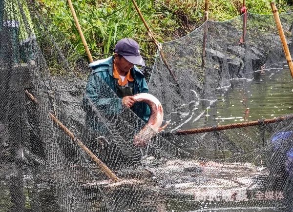 太馋人了!沪一高校捕鱼1300余斤,食堂大摆"全鱼宴" 太馋人了!沪一高校捕鱼1300余斤,食堂大摆"全鱼宴"