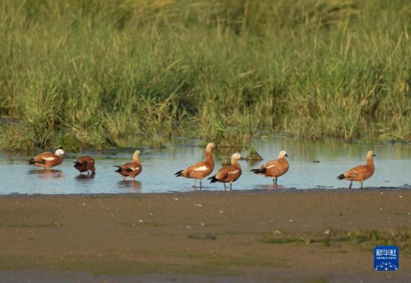 河北北戴河:生态“筑巢”鸟儿舞翩跹 河北北戴河:生态“筑巢”鸟儿舞翩跹