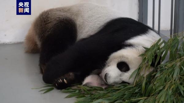 旅俄大熊猫丁丁幼崽性别确定是个小公主