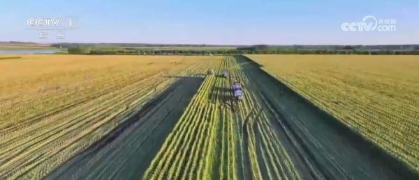 小玉米“七十二变” 为农业高质量发展铺就“黄金路” 小玉米“七十二变” 为农业高质量发展铺就“黄金路”