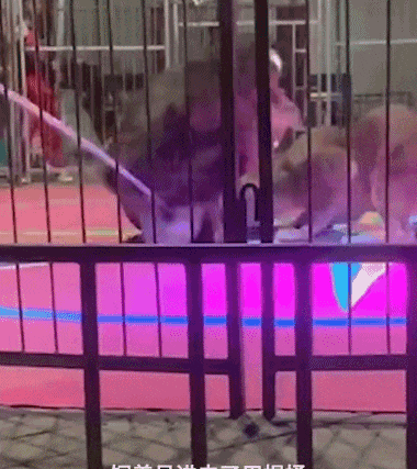 黑龙江一马戏团狮子表演中撕咬工作人员！已停演并退票