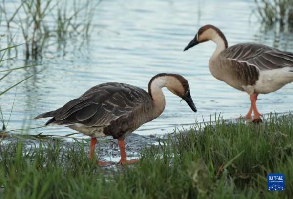 河北北戴河:生态“筑巢”鸟儿舞翩跹 河北北戴河:生态“筑巢”鸟儿舞翩跹