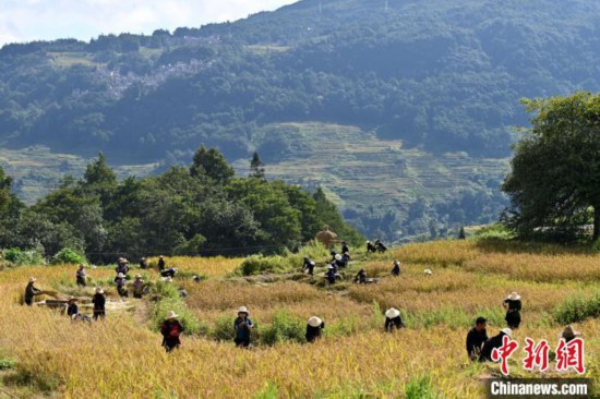 云南红河:哈尼梯田稻香四溢迎丰收 云南红河:哈尼梯田稻香四溢迎丰收