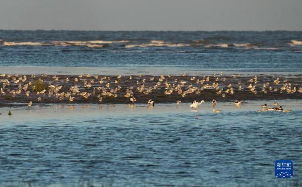 河北北戴河:生态“筑巢”鸟儿舞翩跹 河北北戴河:生态“筑巢”鸟儿舞翩跹