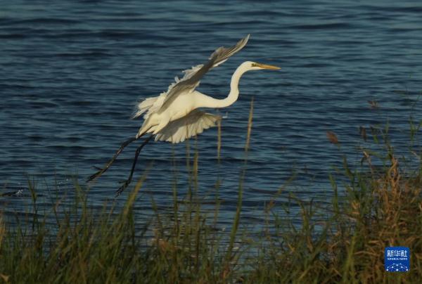 河北北戴河:生态“筑巢”鸟儿舞翩跹 河北北戴河:生态“筑巢”鸟儿舞翩跹