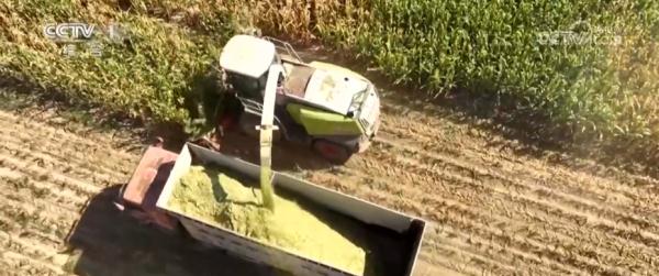 小玉米“七十二变” 为农业高质量发展铺就“黄金路” 小玉米“七十二变” 为农业高质量发展铺就“黄金路”